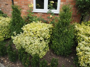 Euonymus japonicus ‘Emerald ‘n’ Gold’ and Buxus sempervirens