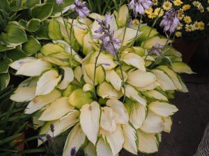Hosta ‘September Sun’