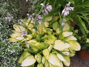Hosta ‘September Sun’