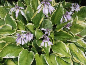 Hosta undulata albomarginata