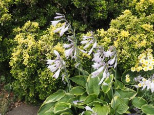 Hosta undulata albomarginata and Euonymus japonicus ‘Microphyllus Aureus’