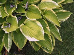 Hosta undulata albomarginata
