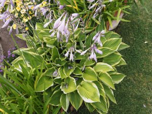 Hosta undulata albomarginata