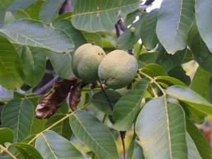 Juglans nigra