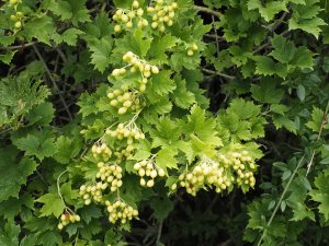 Viburnum opulus