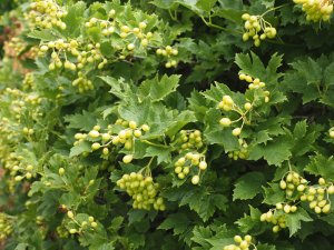 Viburnum opulus