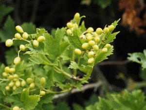 Viburnum opulus
