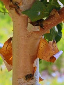 Betula utilis ‘Nepalese Orange’