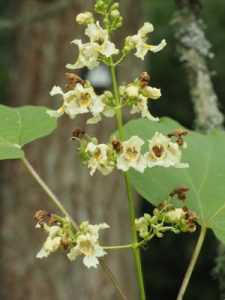 Catalpa speciosa