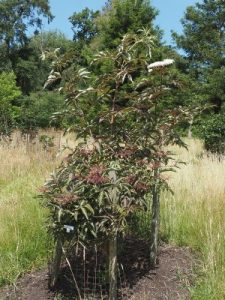 Sambucus ‘Chocolate Marzipan’
