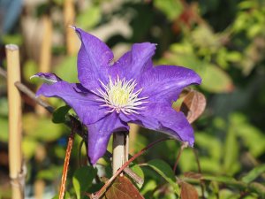 Clematis ‘Duchess of Cornwall’