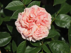 Rosa ‘Duchess of Cornwall’