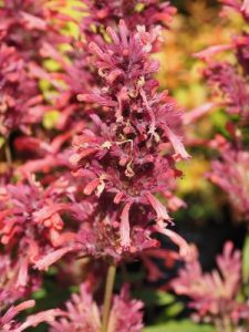 Agastache ‘Summerlong Coral’