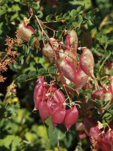 Colutea arborescens