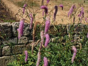 Sanguisorba