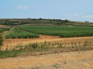 Sweetcorn