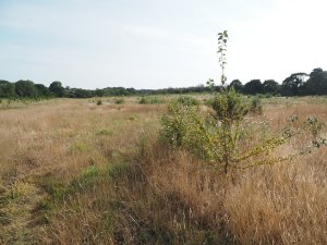 20 acre field