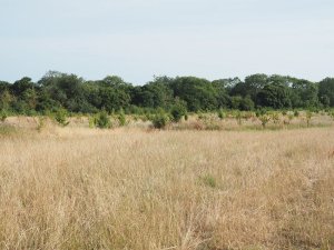 20 acre field