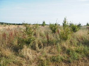 20 acre field