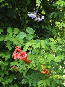 Campsis ‘Madame Galen’ and Solanum jasminoides