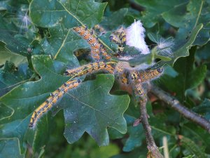 cluster of caterpillars