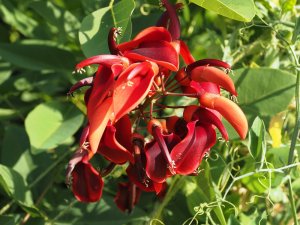 Erythrina crista-galli