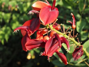 Erythrina crista-galli