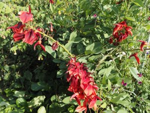 Erythrina crista-galli