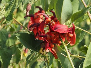Erythrina crista-galli
