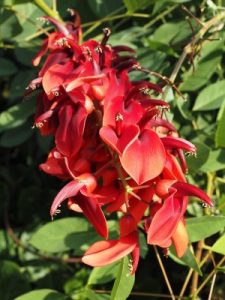 Erythrina crista-galli