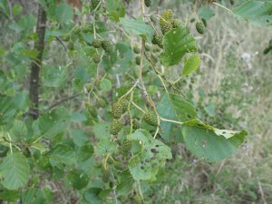 Alder eaten by caterpillars