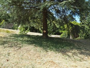 Cedrus libani