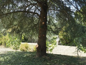Cedrus libani