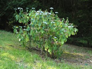 Hydrangeas desperate for water.