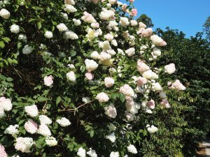 Hydrangea paniculata ‘Vanille Fraise’