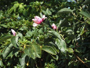 Magnolia ‘Caerhays Surprise’