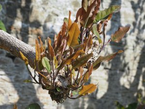 Magnolia delavayi