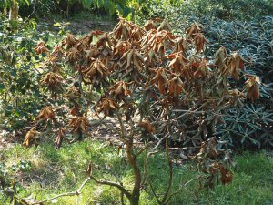Rhododendron pseudochrysanthum