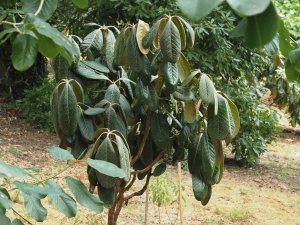 big leaf rhodo