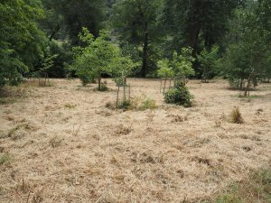 Old Park
