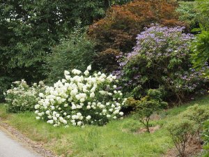 Hydrangea paniculata and Hydrangea villosa