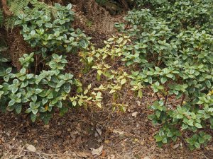 Rhododendron ‘Princess Alice’