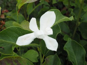 Magnolia soulangeana ‘Alba Superba’