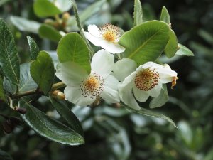 Eucryphia cordifolia
