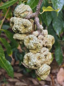 Lithocarpus pachyphyllus