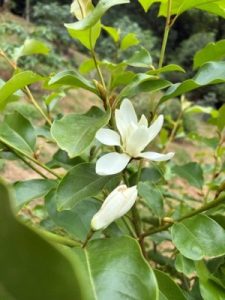 Magnolia (laevifolia x champaca) x M. (laevifolia x maudiae)