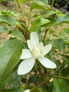 Magnolia (laevifolia x champaca) x M. (laevifolia x maudiae)