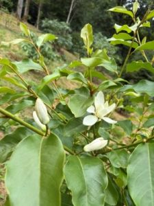 Magnolia (laevifolia x champaca) x M. (laevifolia x maudiae)