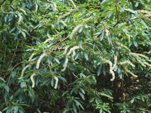 Clethra petelotii