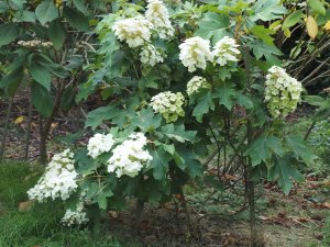 Hydrangea quercifolia